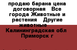продаю барана цена договорная - Все города Животные и растения » Другие животные   . Калининградская обл.,Приморск г.